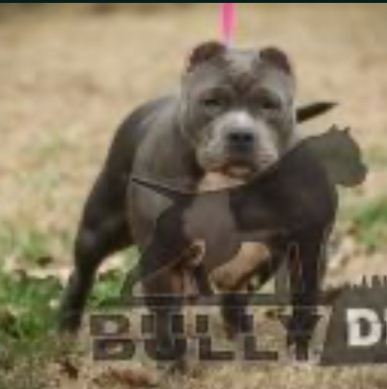 Dog Featured Image