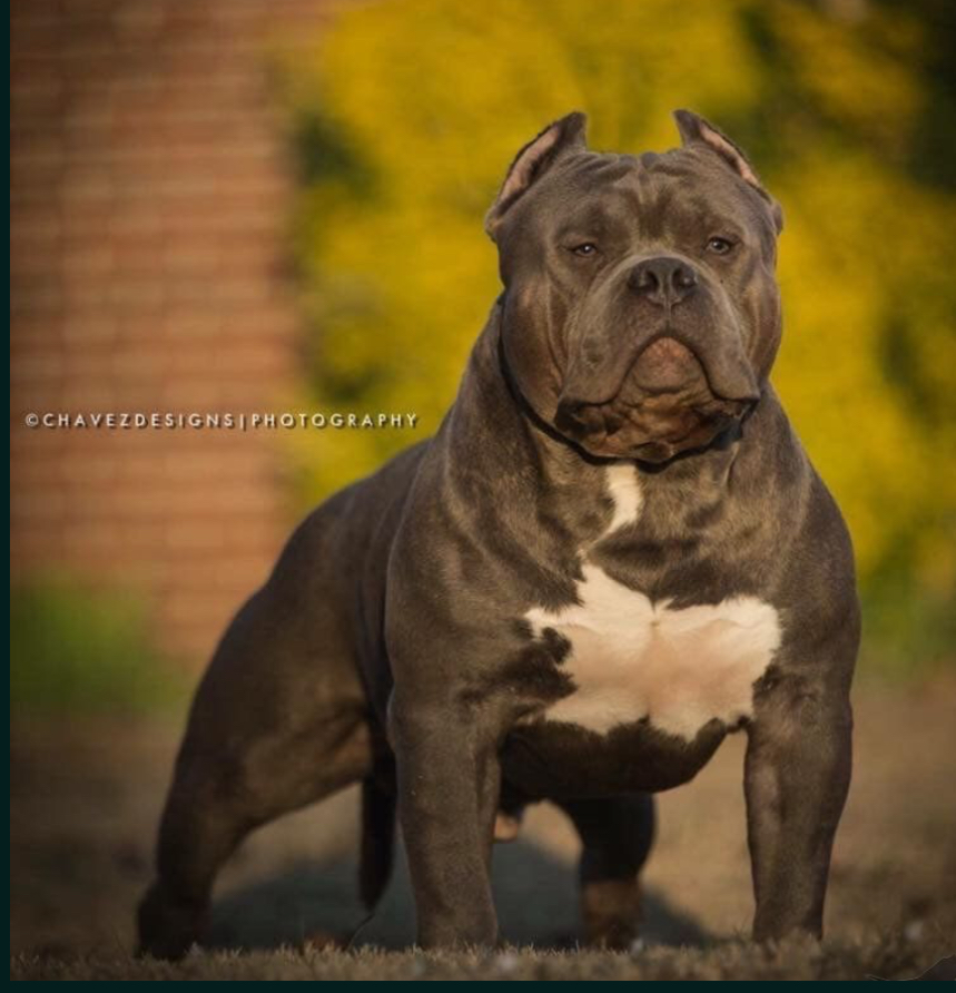 Dog Featured Image