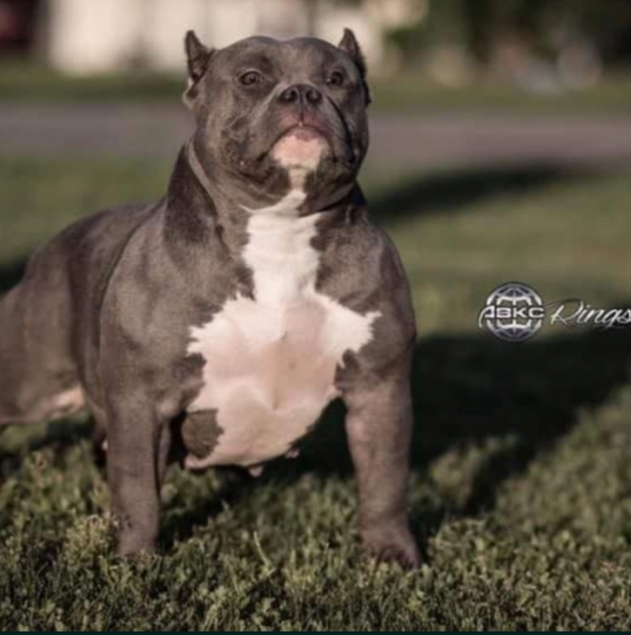 Dog Featured Image