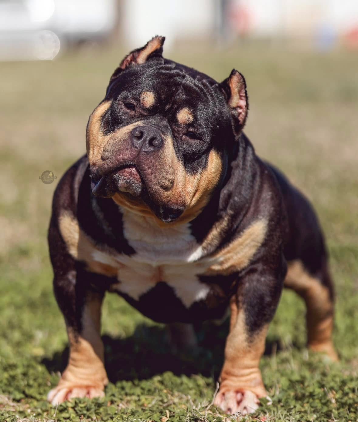 Dog Featured Image