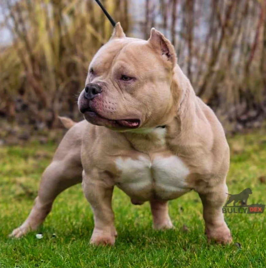 Dog Featured Image