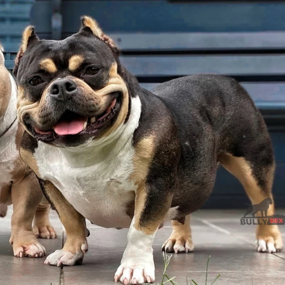 Dog Featured Image
