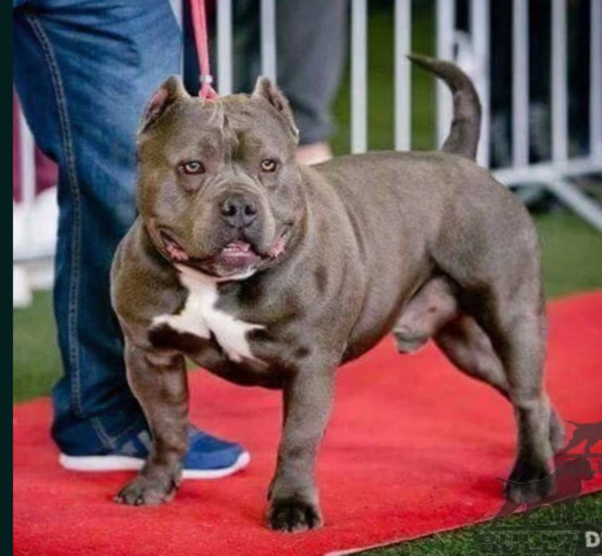 Dog Featured Image