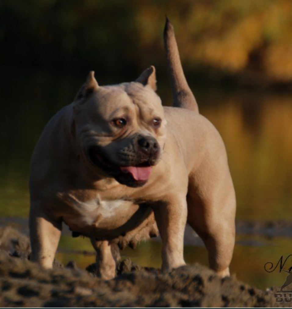 Dog Featured Image
