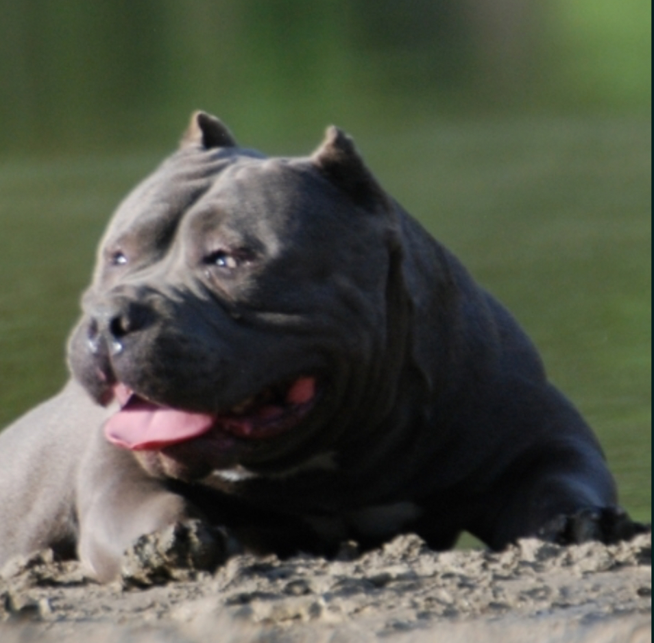 Dog Featured Image