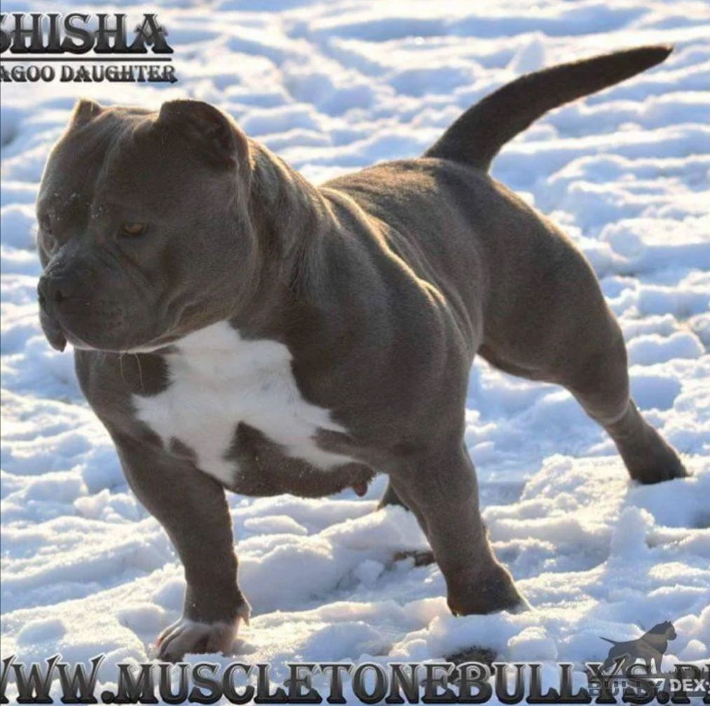 Dog Featured Image