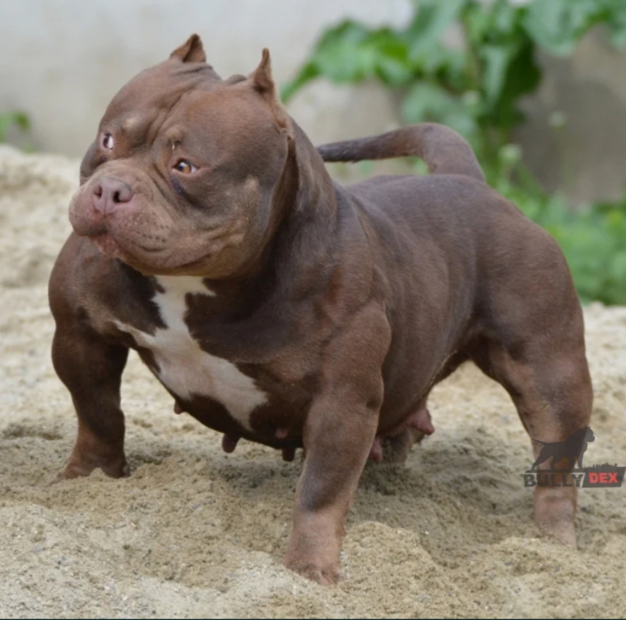 Dog Featured Image