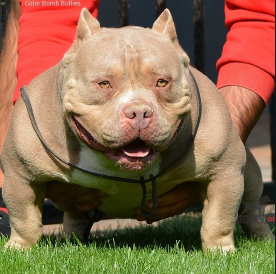 Dog Featured Image