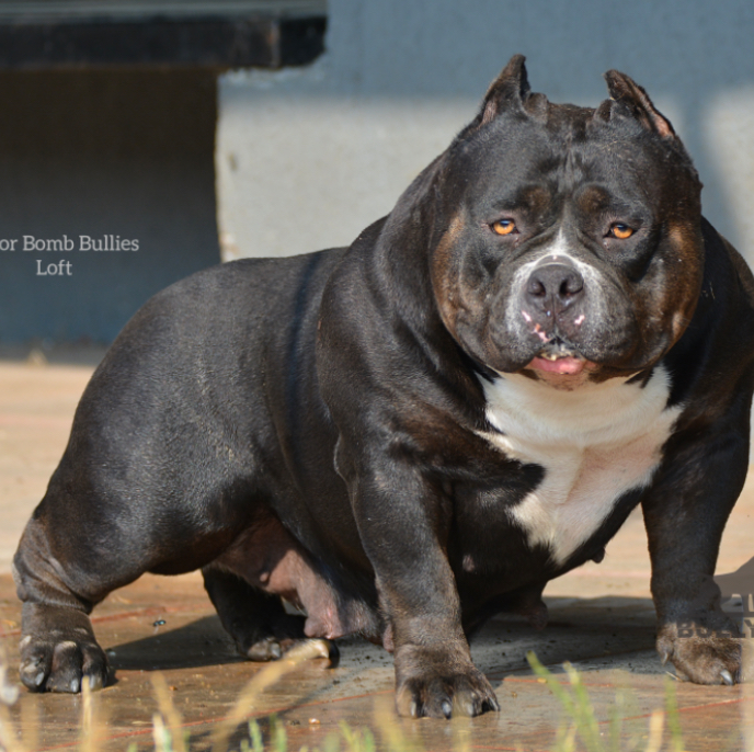 Dog Featured Image