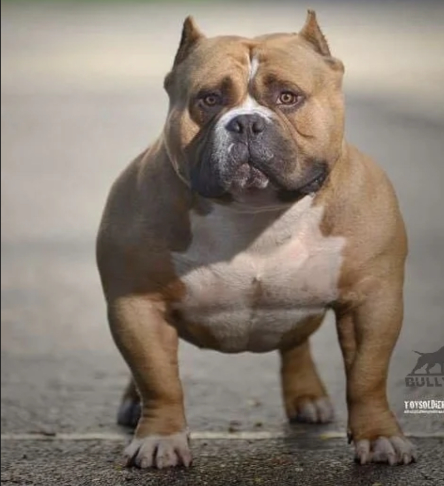 Dog Featured Image