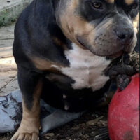 Dog Featured Image