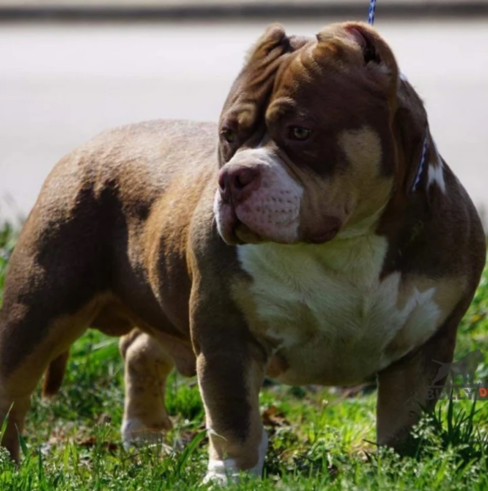 Dog Featured Image