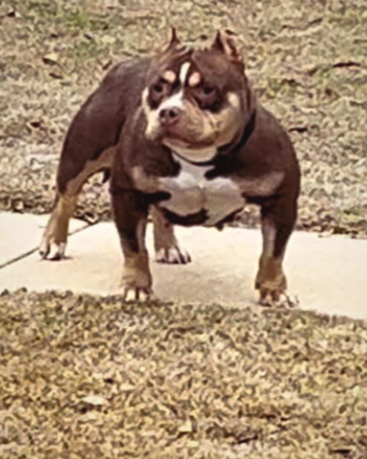 Dog Featured Image