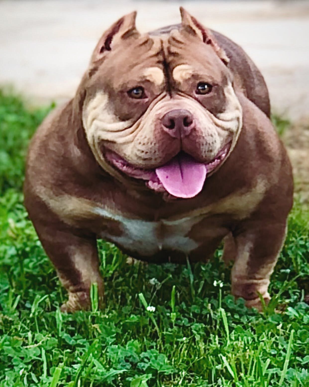 Dog Featured Image