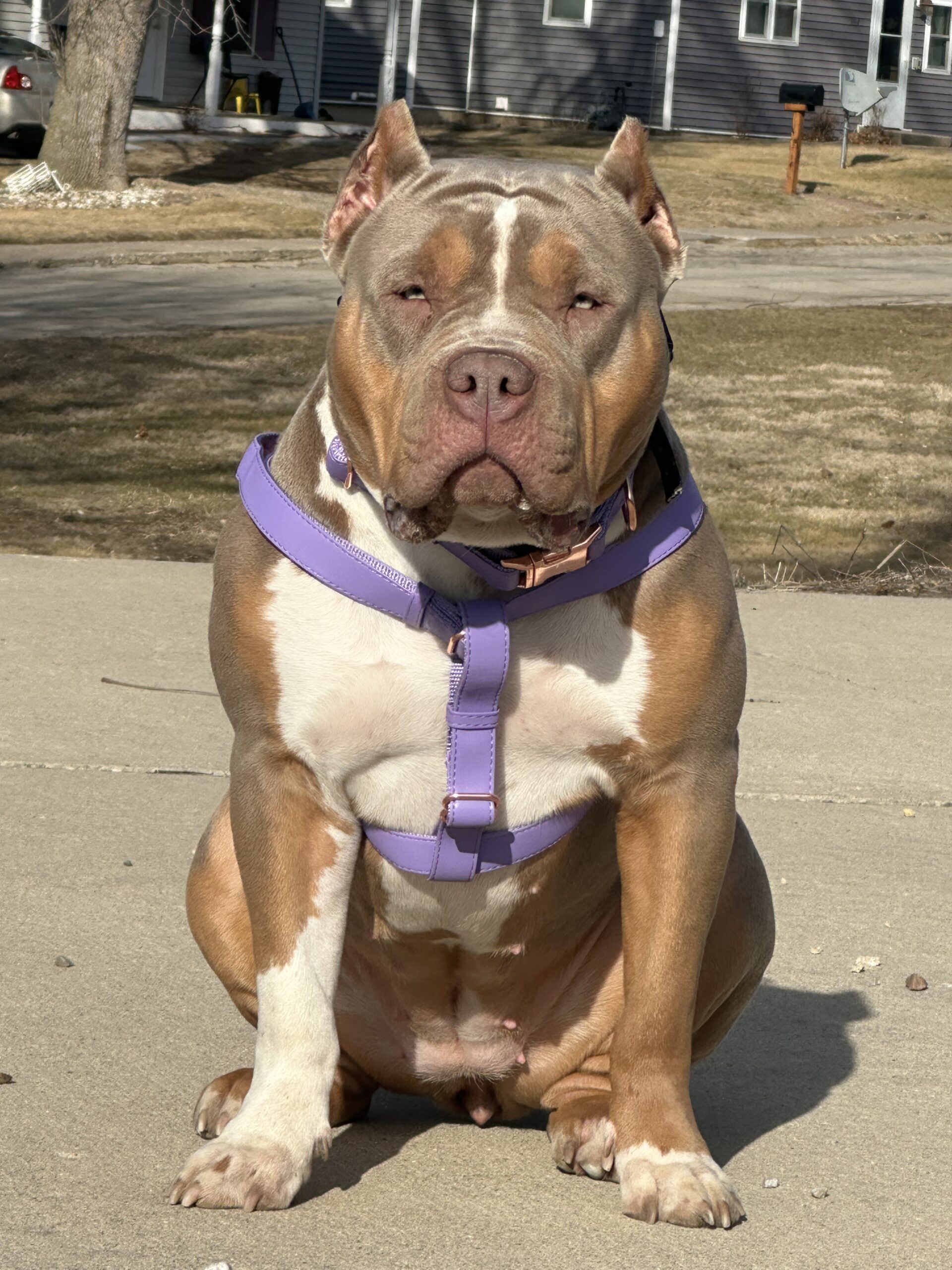 Dog Featured Image