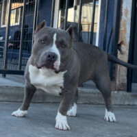 Dog Featured Image