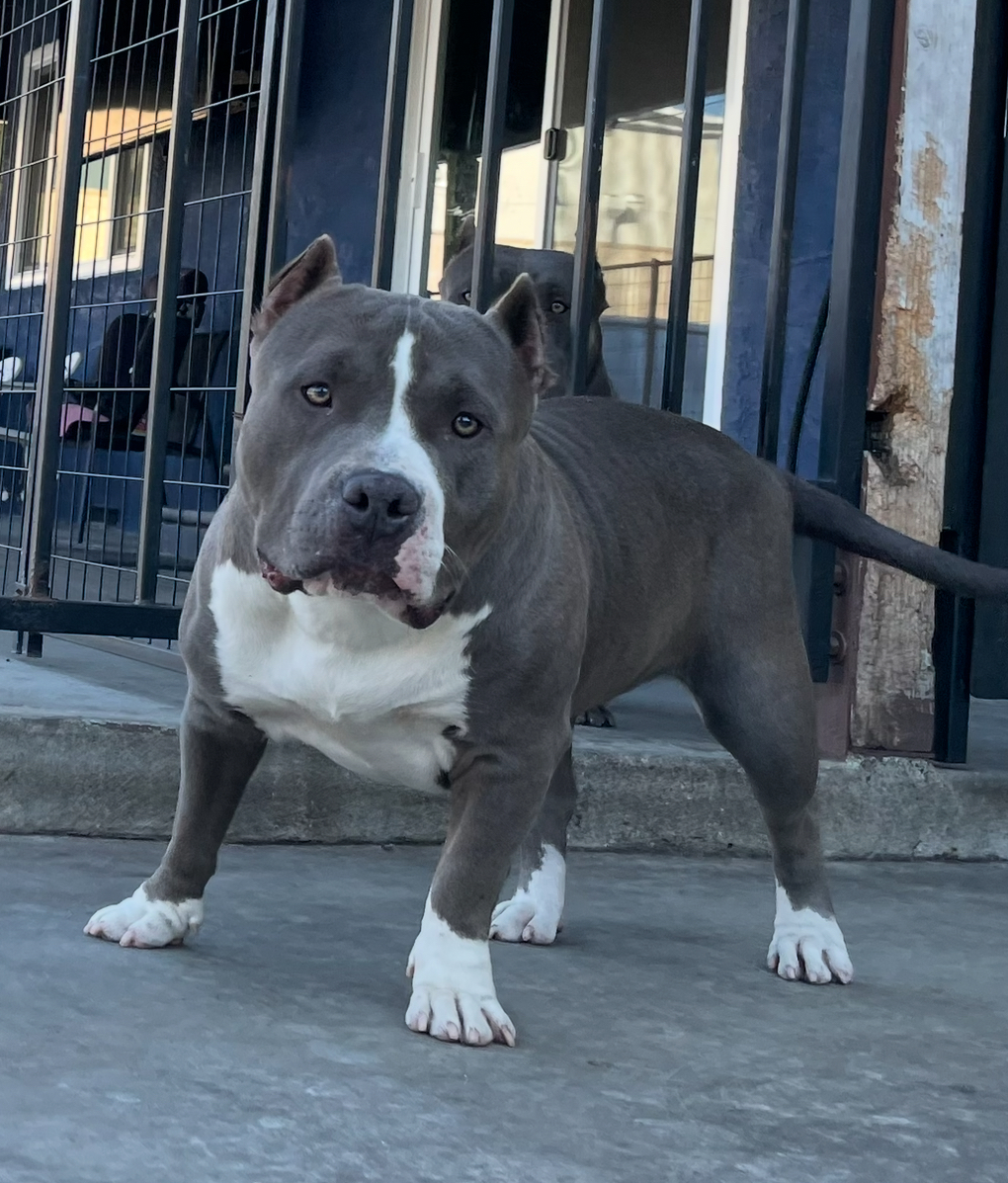 Dog Featured Image
