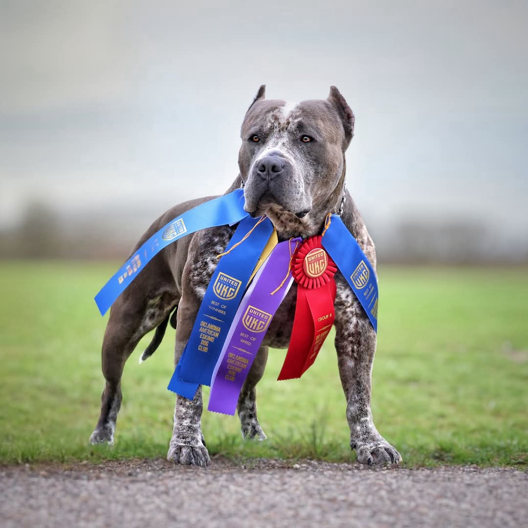 Dog Featured Image