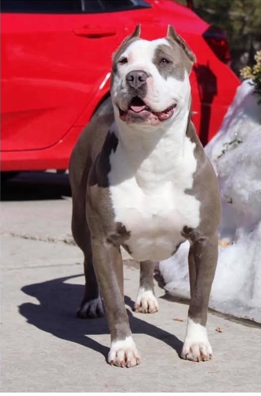 Dog Featured Image