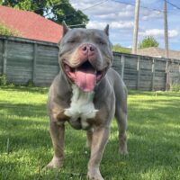 Dog Featured Image