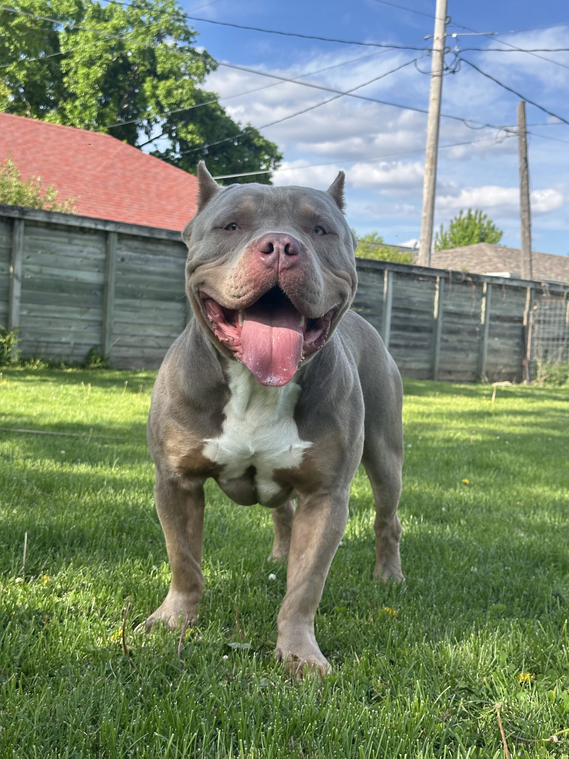 Dog Featured Image