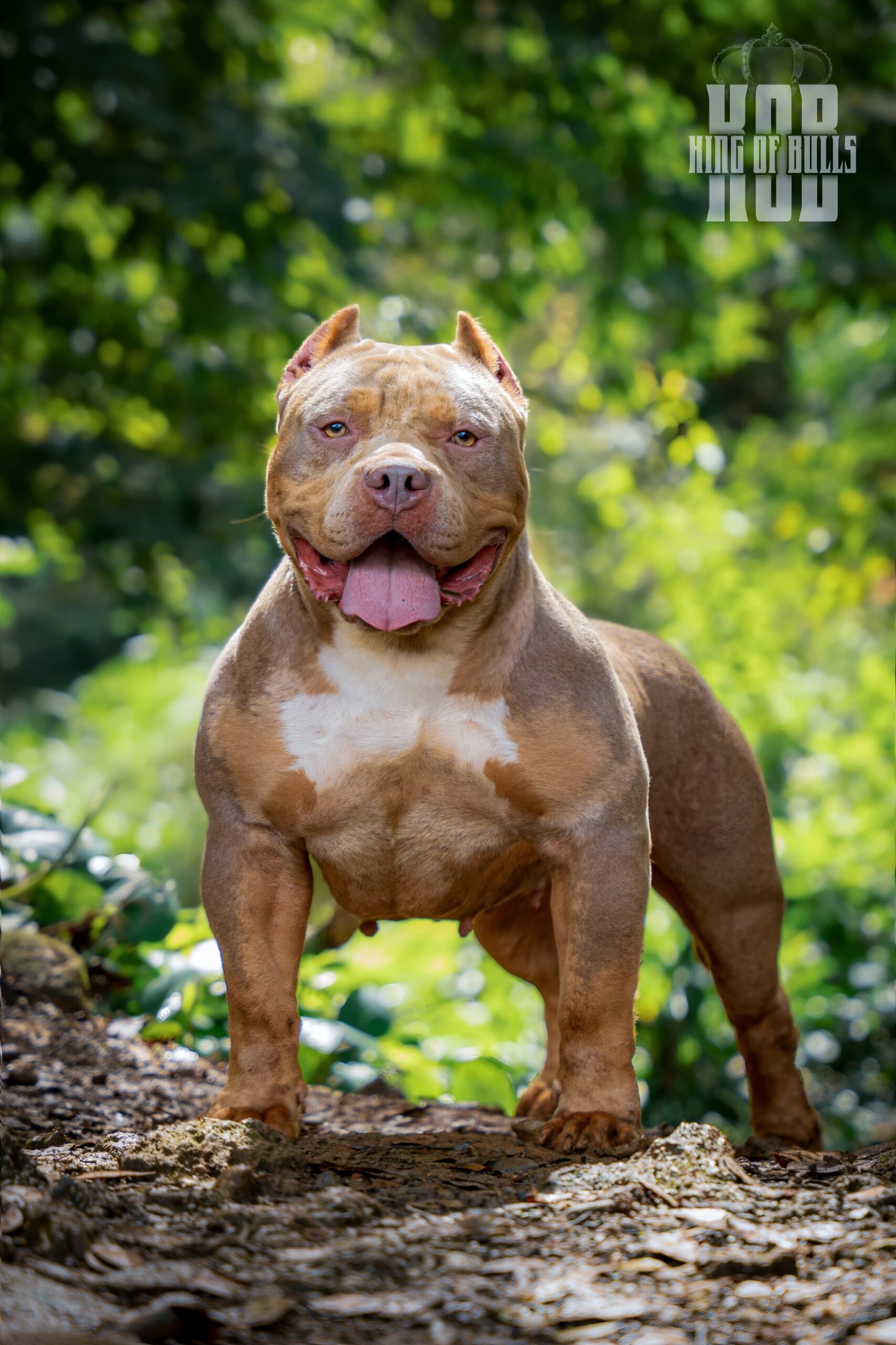 Dog Featured Image