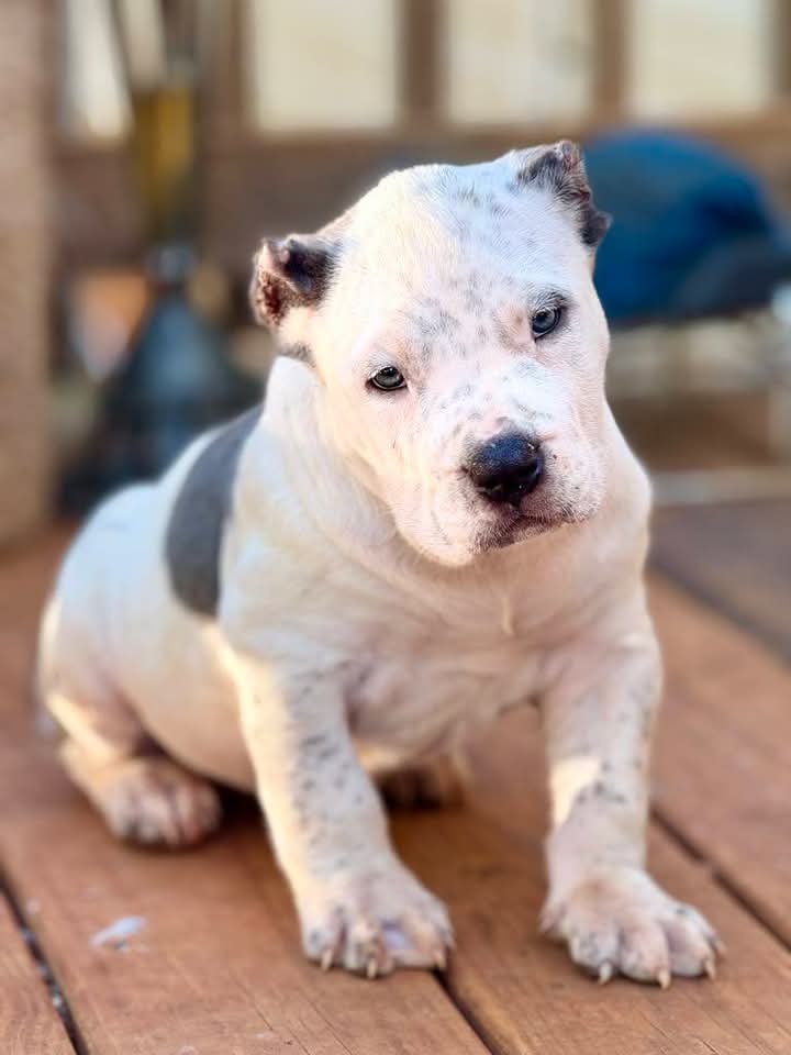 Dog Featured Image