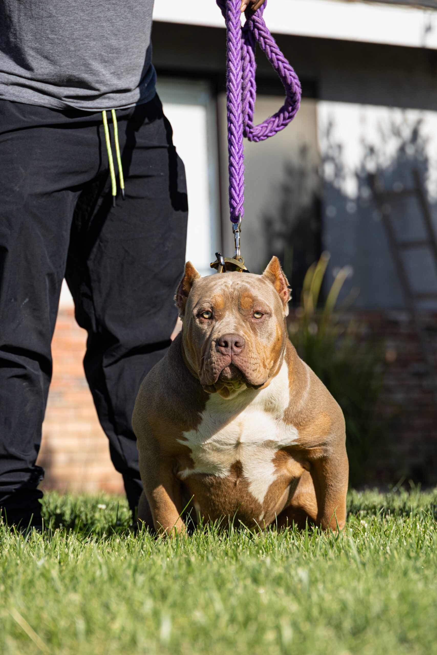 Dog Featured Image