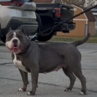 Dog Featured Image
