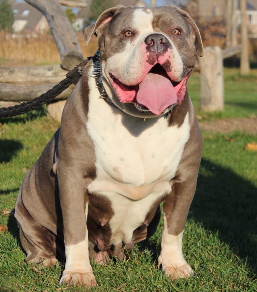 Dog Featured Image