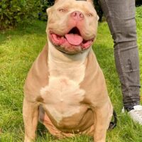 Dog Featured Image