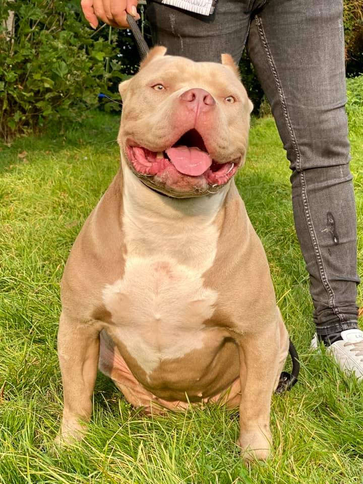 Dog Featured Image