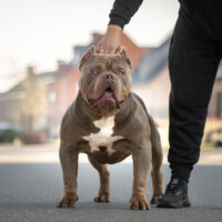 Dog Featured Image