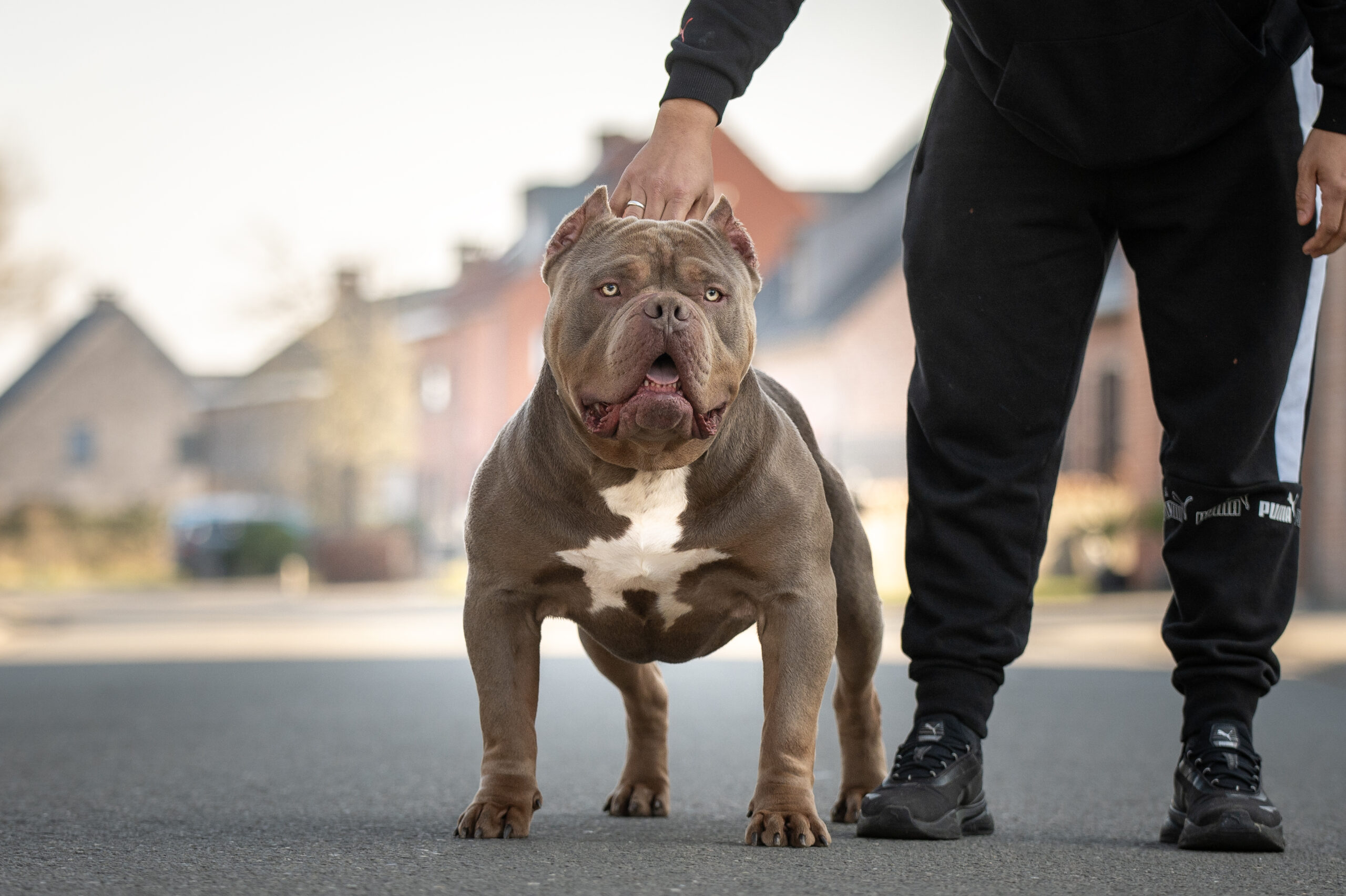 Dog Featured Image