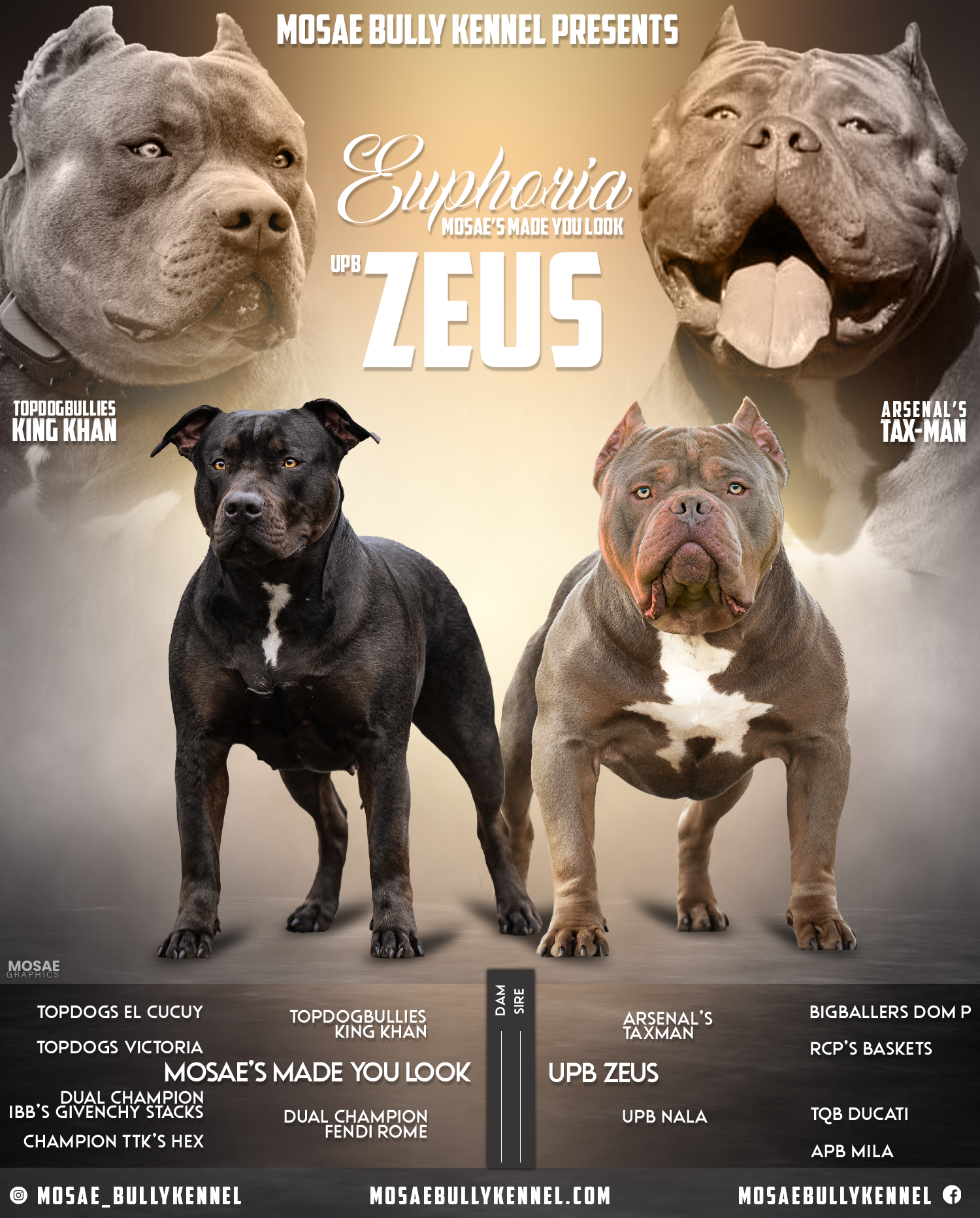 Dog Featured Image