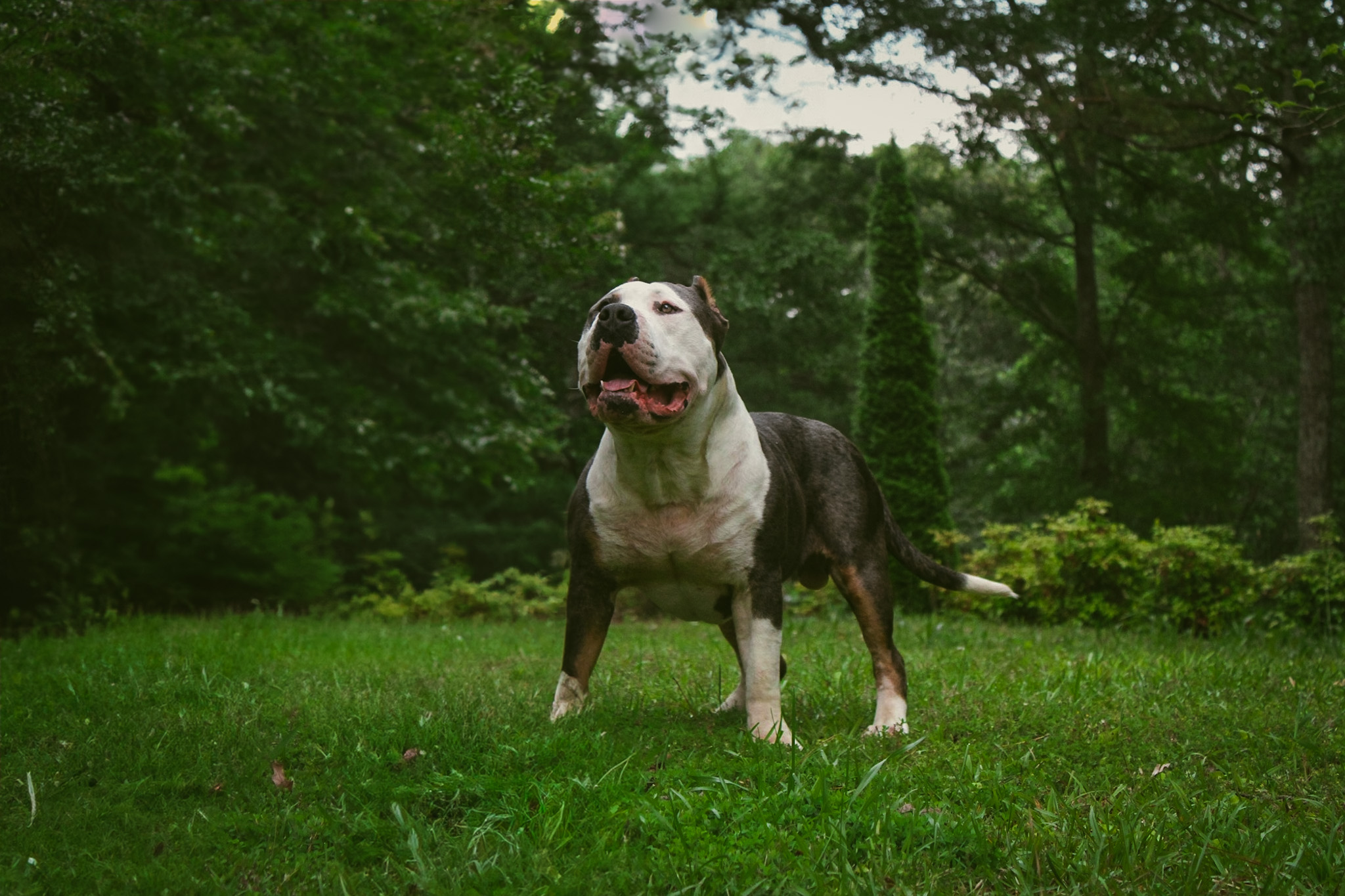 Dog Featured Image