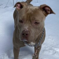 Dog Featured Image