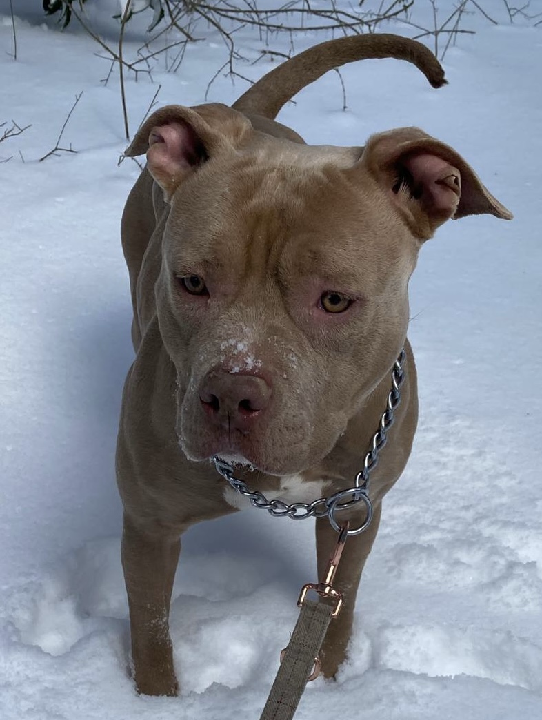 Dog Featured Image