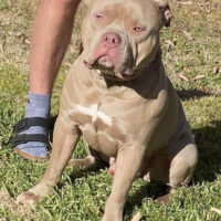 Dog Featured Image