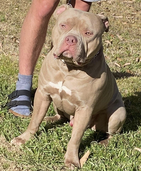 Dog Featured Image