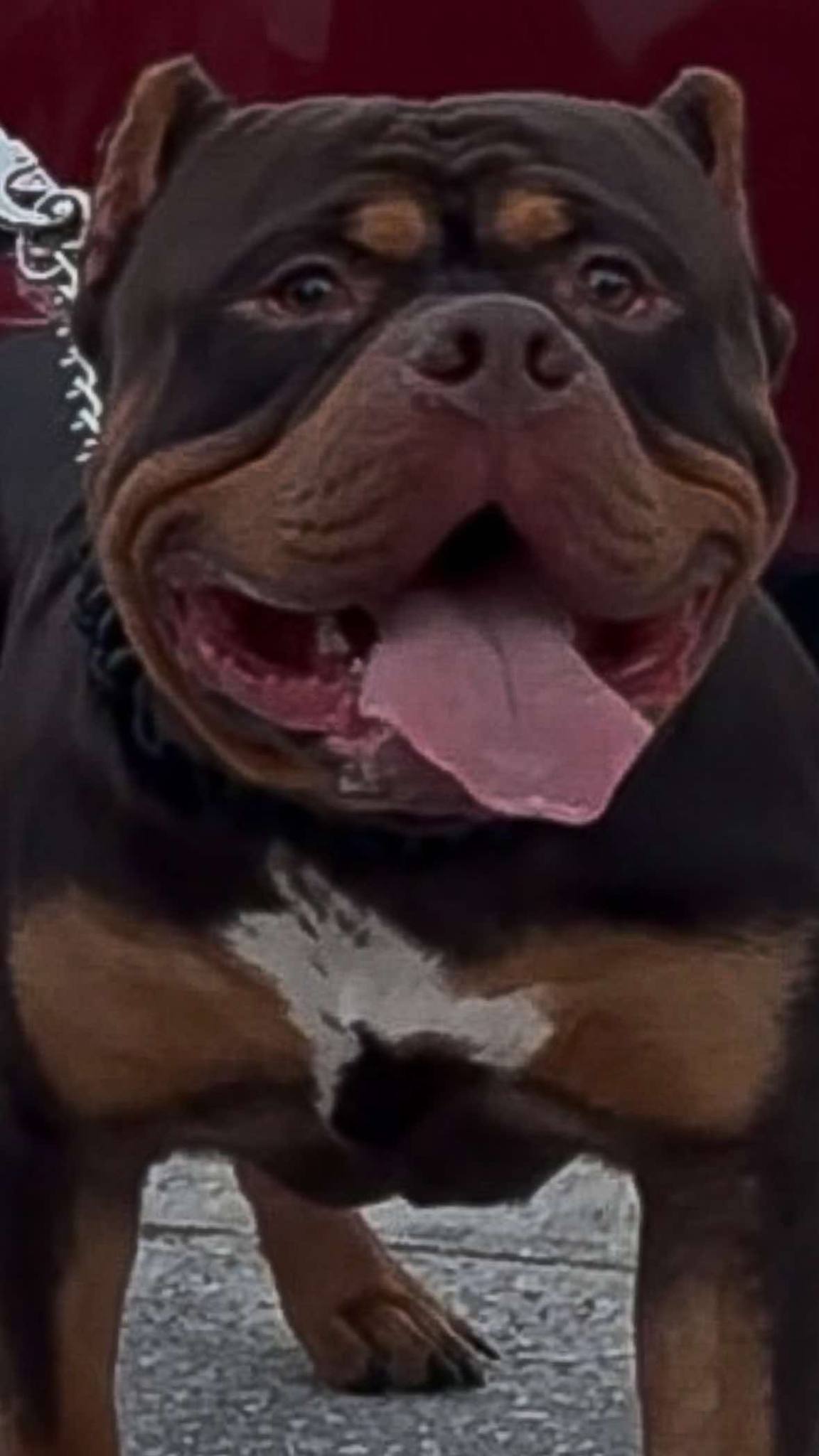 Dog Featured Image