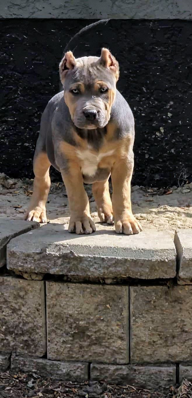 Dog Featured Image
