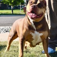Dog Featured Image