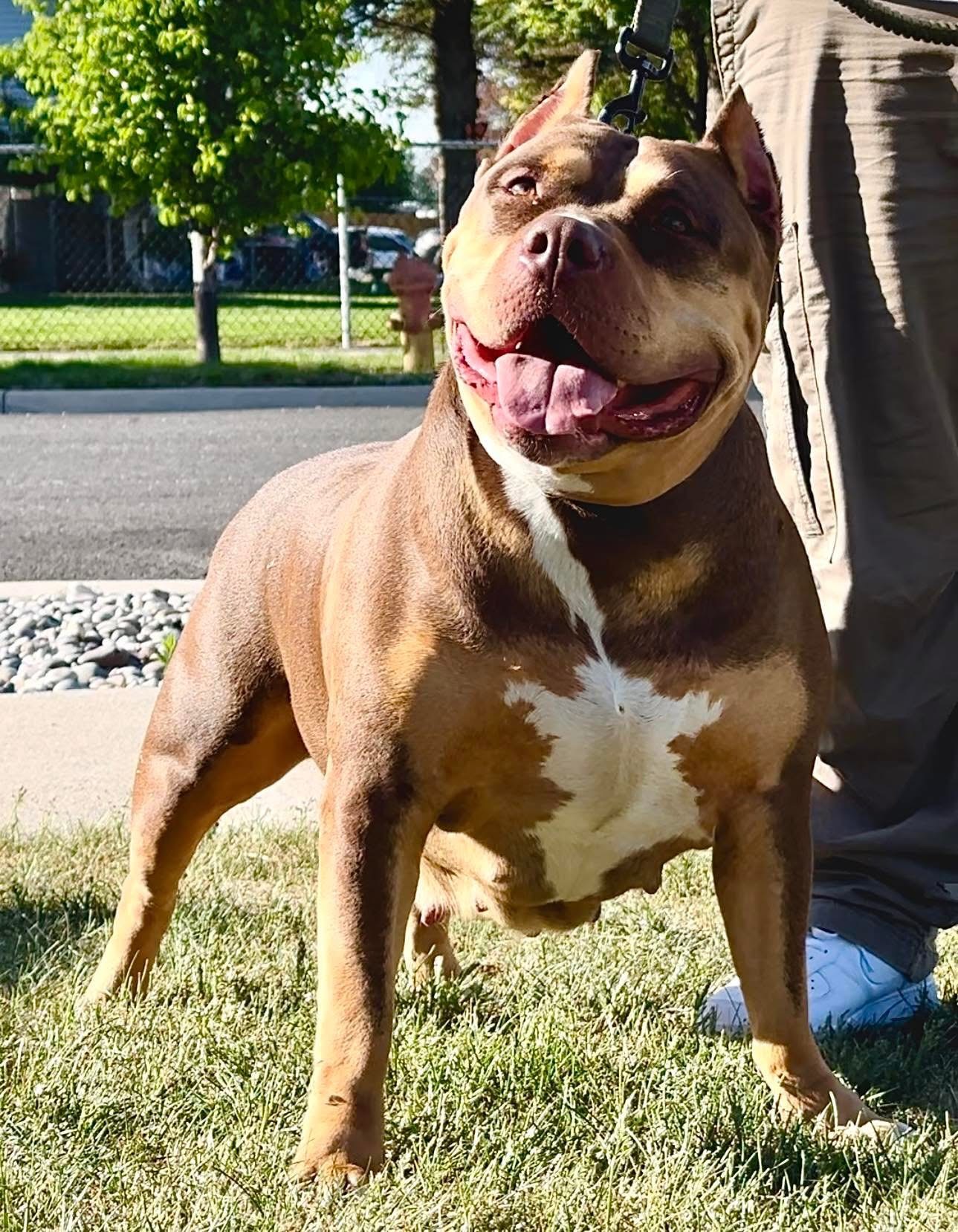 Dog Featured Image