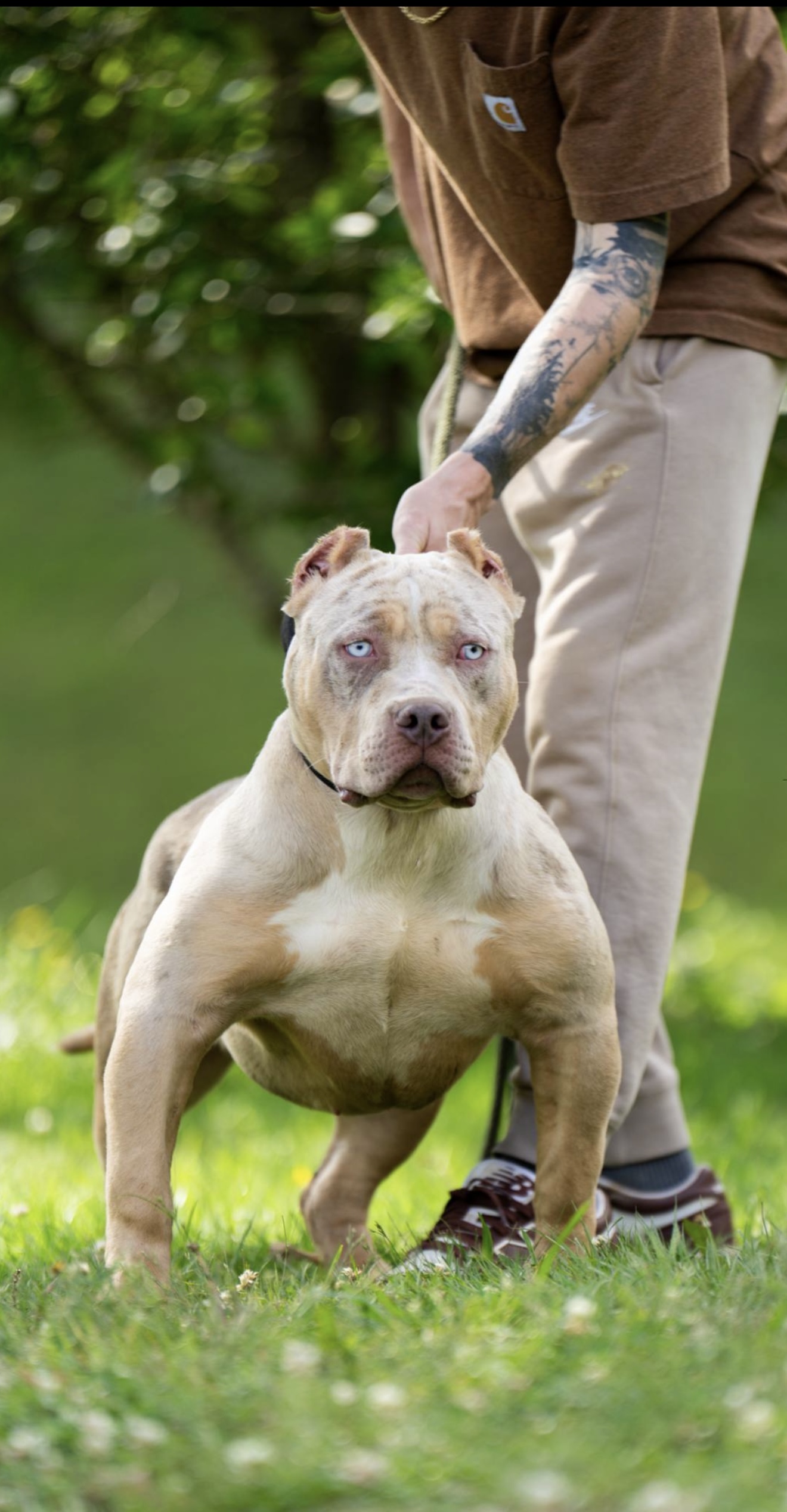 Dog Featured Image