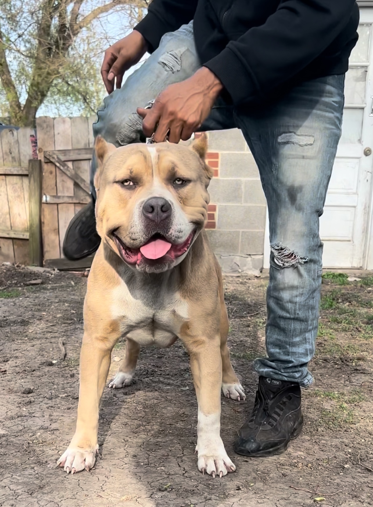 Dog Featured Image