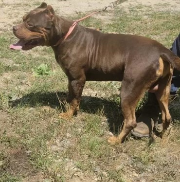 Dog Featured Image