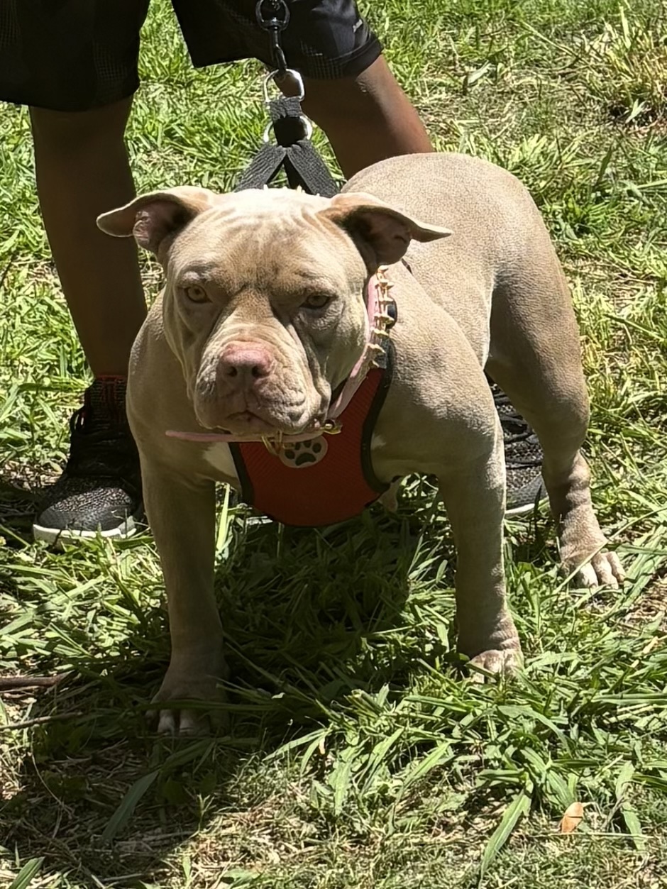 Dog Featured Image