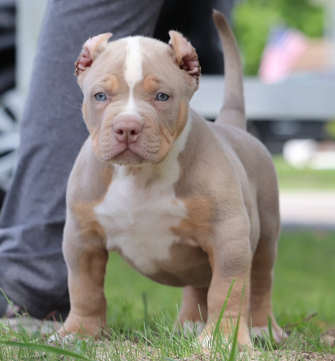 Dog Featured Image
