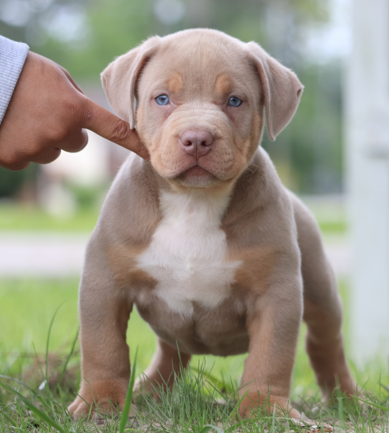 Dog Featured Image